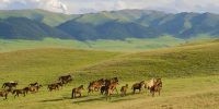 In The Steppes of Central Asia